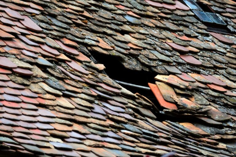 5 Best Roof Repair Options for Wildlife Damage That Save Thousands